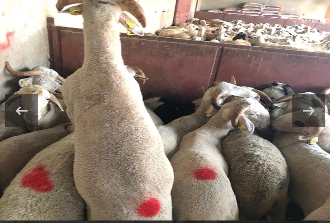 Adaklık kurbanlık ucuz adak satışı